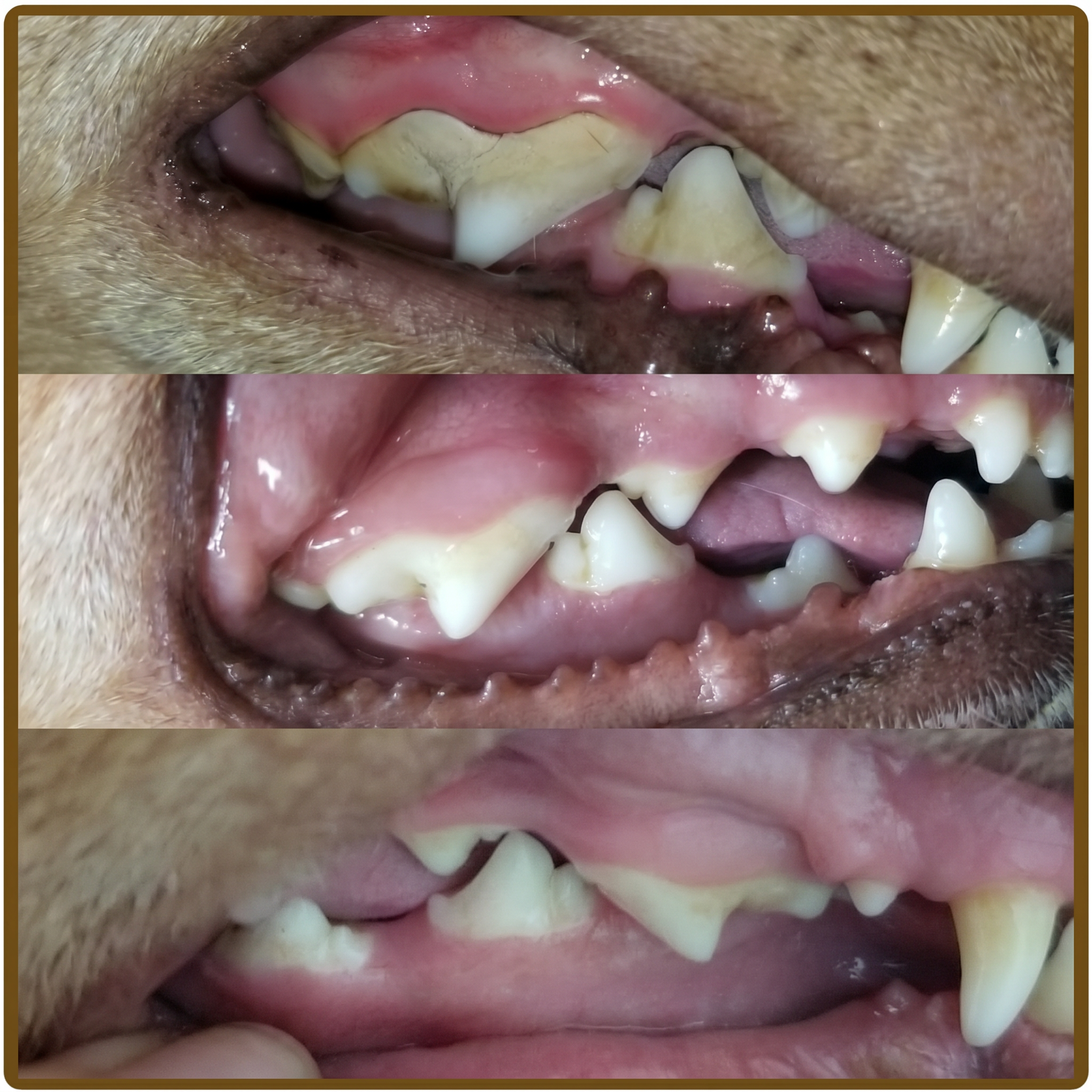 Plaque Out Soft Chews