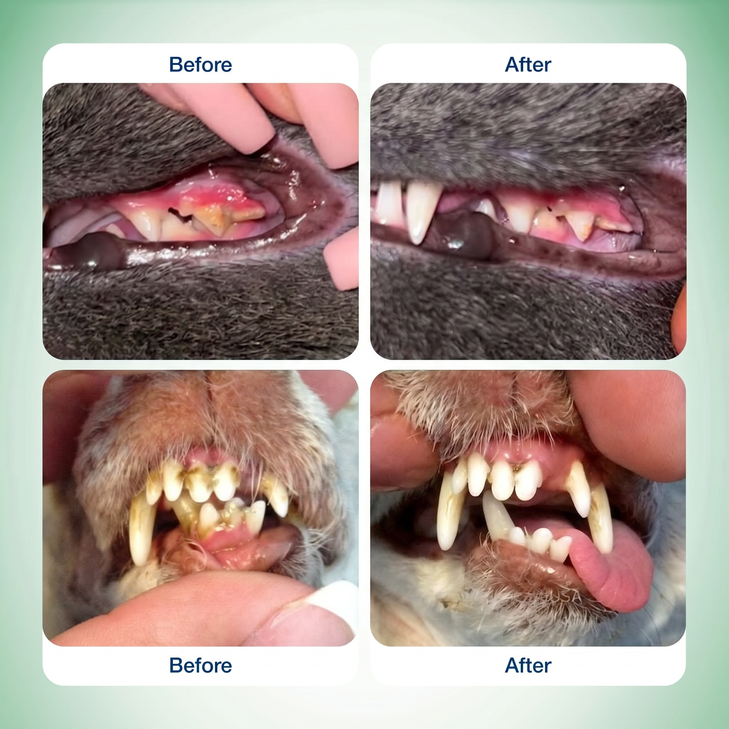 Cat Dental Wipes